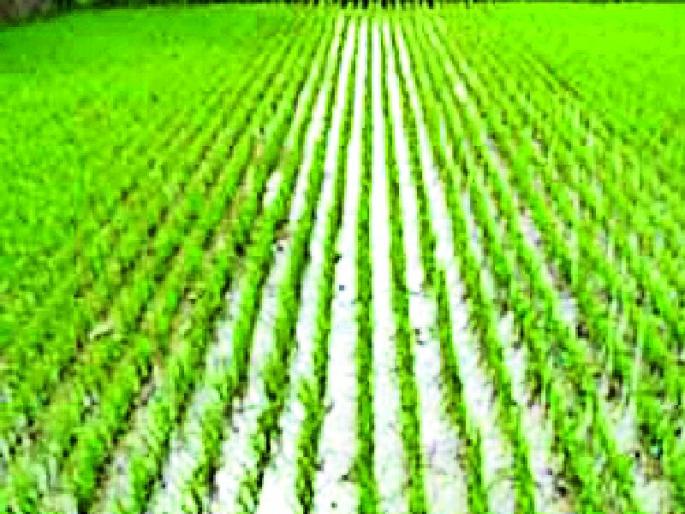 Sanjivani for two days rains crop | दोन दिवसाच्या पावसाने पिकांना संजीवनी Sanjivani for two days rains crop | दोन दिवसाच्या पावसाने पिकांना संजीवनी