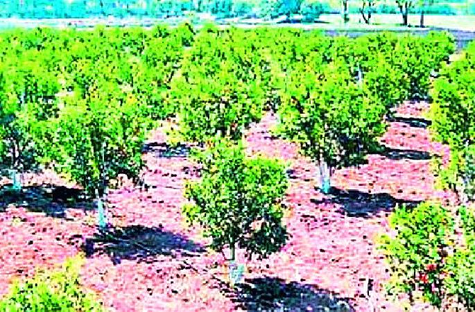 Road Arjuni 'Number One' in Improved Farming | सुधारित शेतीत सडक अर्जुनी ‘नंबर वन’