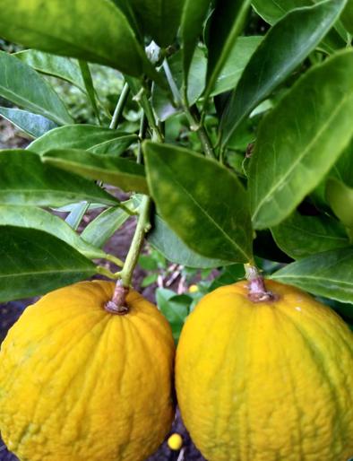 Loss of Citrus limetta horticulture growers ..! | मोसंबी फळबाग उत्पादकांचे नुकसान..! Loss of Citrus limetta horticulture growers ..! | मोसंबी फळबाग उत्पादकांचे नुकसान..!