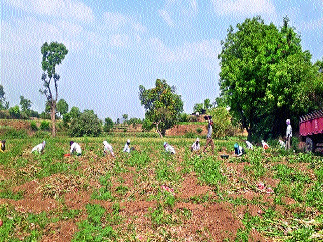 Summer onion harvesting begins in the 'Kasama' belt | उन्हाळ कांदा काढणीस ‘कसमा’ पट्ट्यात सुरु वात Summer onion harvesting begins in the 'Kasama' belt | उन्हाळ कांदा काढणीस ‘कसमा’ पट्ट्यात सुरु वात