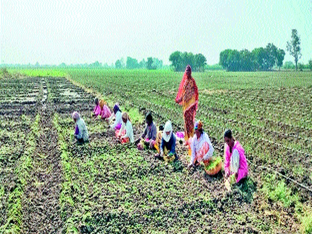 In the final stage of onion planting | कांदा लागवड अंतिम टप्प्यात In the final stage of onion planting | कांदा लागवड अंतिम टप्प्यात