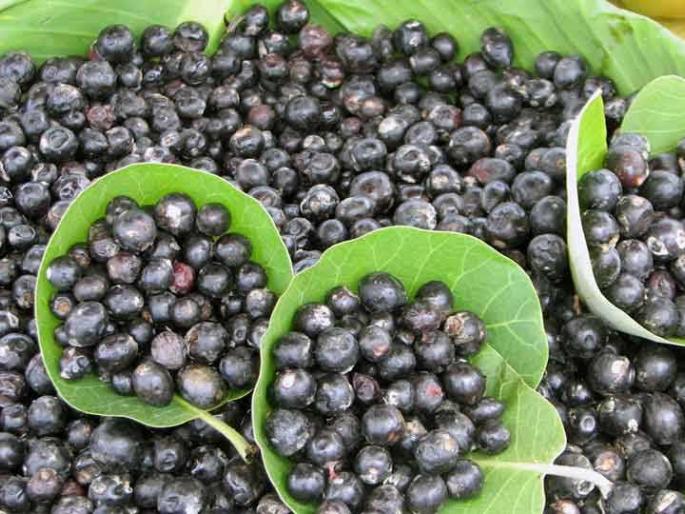 Tribal brothers' livelihood support for Karvand! | आदिवासी बांधवांच्या उपजीविकेला करवंदांचा आधार !  Tribal brothers' livelihood support for Karvand! | आदिवासी बांधवांच्या उपजीविकेला करवंदांचा आधार !