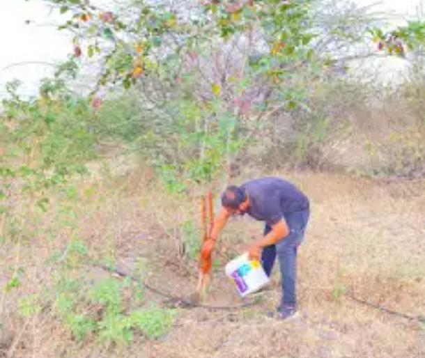 Environmentally friendly dusting by coloring the trees | वृक्षाना रंग देऊन पर्यावरणपूरक धूलिवंदन