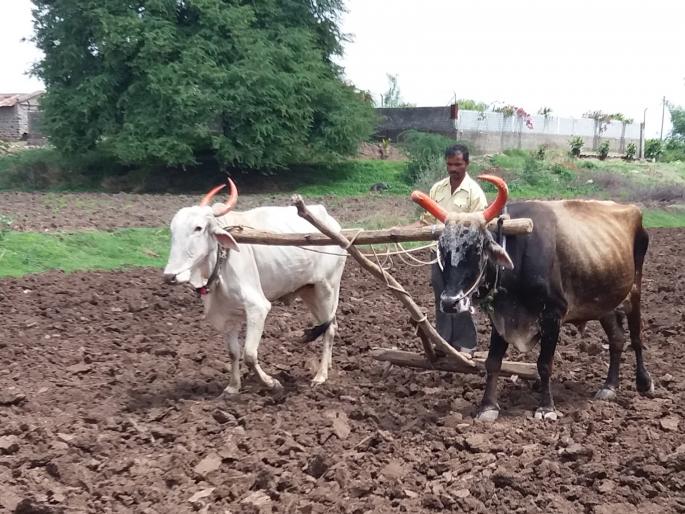 Satara: Surja-Raja tractor of life, ignored only, poor farmers | सातारा : जीवाभावाचा सर्जा-राजा ट्रॅक्टरपुढं दुर्लक्षित, गरीब शेतकऱ्यांकडेच बैलजोडी Satara: Surja-Raja tractor of life, ignored only, poor farmers | सातारा : जीवाभावाचा सर्जा-राजा ट्रॅक्टरपुढं दुर्लक्षित, गरीब शेतकऱ्यांकडेच बैलजोडी