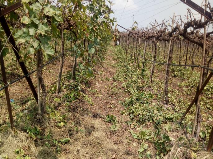 At the rate of grape plants pruning | द्राक्ष बागांच्या छाटणीस वेग At the rate of grape plants pruning | द्राक्ष बागांच्या छाटणीस वेग
