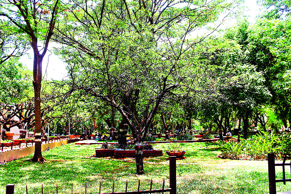 11 acre garden blossom on effluents | सांडपाण्यावर फुलविली ११ एकर बाग 11 acre garden blossom on effluents | सांडपाण्यावर फुलविली ११ एकर बाग