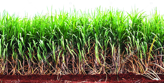 Ten tons of beaten shot in sugarcane production | ऊस उत्पादनात एकरी दहा टनांचा फटका