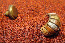 Queen of food grains Nagli should get prestige! | अन्नधान्याची राणी नागलीला मिळावी प्रतिष्ठा ! Queen of food grains Nagli should get prestige! | अन्नधान्याची राणी नागलीला मिळावी प्रतिष्ठा !