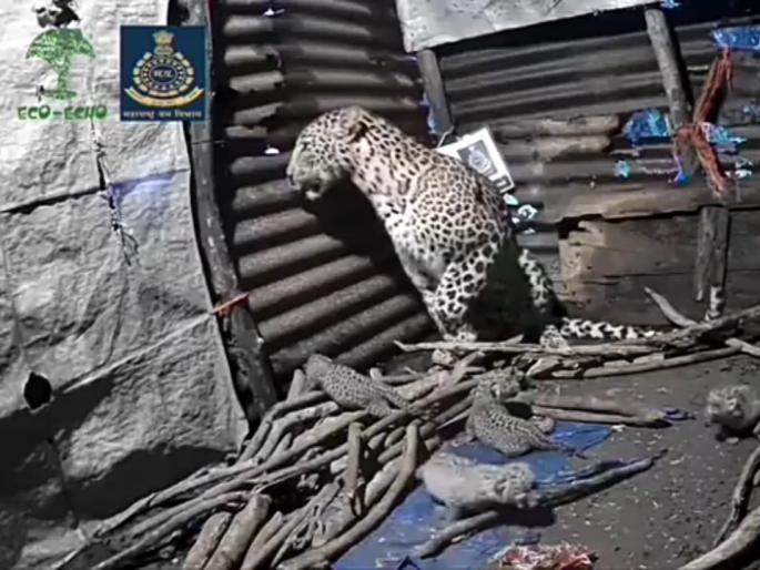 'She' captures a female leopard calf on a CCTV camera | ‘ती’ बिबट्याची मादी बछड्यांना दूध पाजतांना सीसीटीव्ही कॅमेऱ्यात कैद