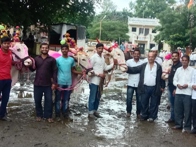 In the eastern part of Igatpuri, the traditional hive festival is in full swing | इगतपुरीच्या पूर्व भागात पारंपरिक पद्धतीने पोळा सण उत्साहात In the eastern part of Igatpuri, the traditional hive festival is in full swing | इगतपुरीच्या पूर्व भागात पारंपरिक पद्धतीने पोळा सण उत्साहात