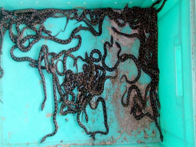 4 poisonous ghonas snake of 4 feet gave birth to 47 piglets | शिंदेवाडी येथे घोणस जातीच्या ४ फुटी विषारी सापाने ४७ पिलांना दिला जन्म 4 poisonous ghonas snake of 4 feet gave birth to 47 piglets | शिंदेवाडी येथे घोणस जातीच्या ४ फुटी विषारी सापाने ४७ पिलांना दिला जन्म