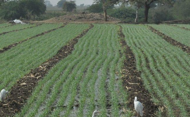 Rabbi area will grow by 25 percent this year | रब्बीचे क्षेत्र यंदा 25 टक्क्यांनी वाढणार