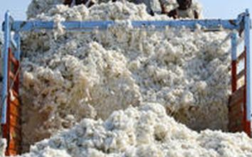 Five vehicles lodged at Shahada CCI Center | शहादा सीसीआय केंद्रात ३०० वाहने दाखल Five vehicles lodged at Shahada CCI Center | शहादा सीसीआय केंद्रात ३०० वाहने दाखल