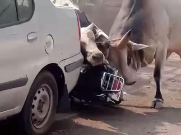 Terror of 'Dawood', 'Yakub', 'Manya' in Subhash Nagar in the capital | उपराजधानीतील सुभाषनगरात 'दाऊद', 'याकुब', 'मन्या'ची दहशत Terror of 'Dawood', 'Yakub', 'Manya' in Subhash Nagar in the capital | उपराजधानीतील सुभाषनगरात 'दाऊद', 'याकुब', 'मन्या'ची दहशत