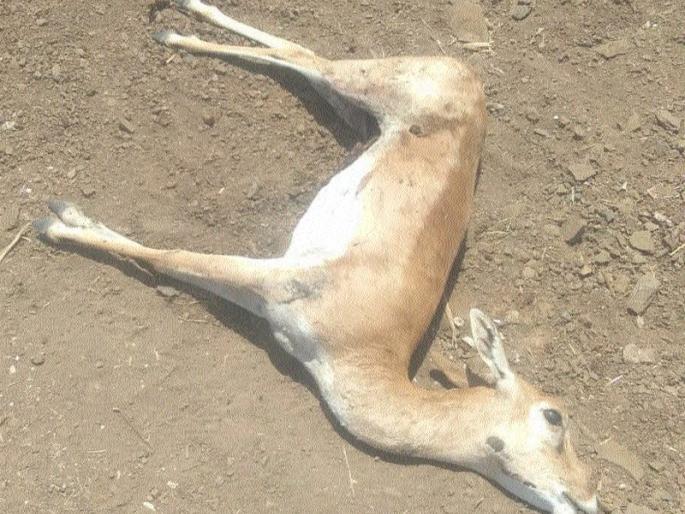 Deer found dead | हरीण आढळले मृत अवस्थेत
