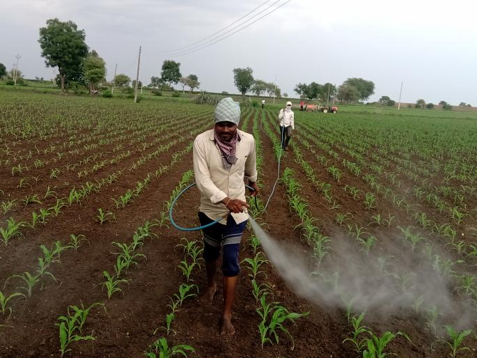  The farmers are in financial trouble due to lack of larvae | अळी निर्मूलन होत नसल्याने शेतकरी आर्थिक संकटात