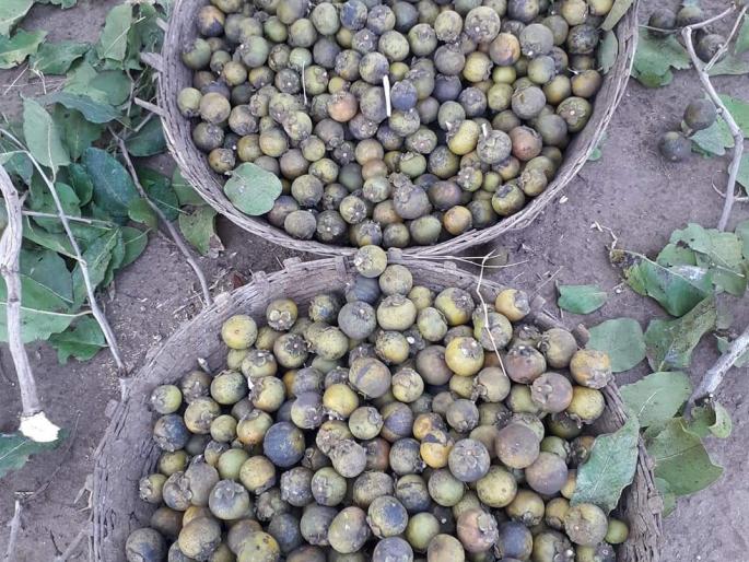 The lockdown made the tasty legumes useless | लॉकडाउनमुळे चविष्ट रानमेवा झाला बेचव