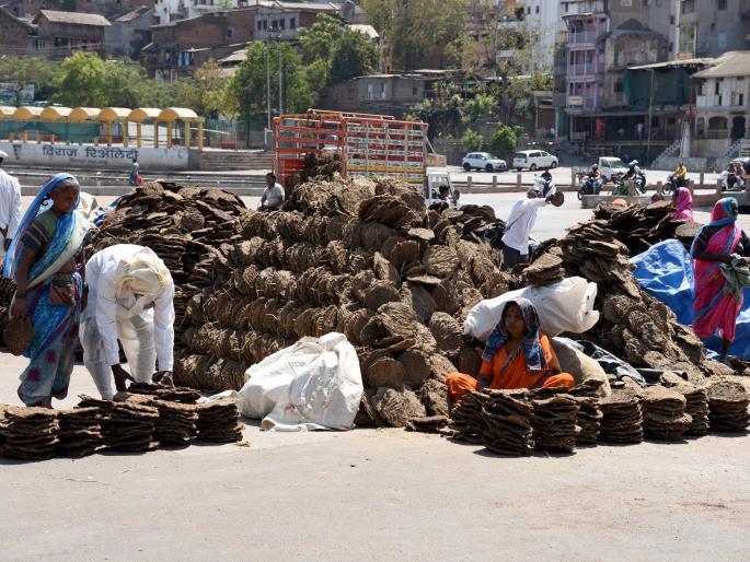 Cows on the Godaghat | गोदाघाटावर गोवऱ्या दाखल Cows on the Godaghat | गोदाघाटावर गोवऱ्या दाखल