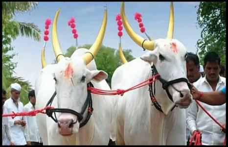 Hive celebration in a simple manner in Andarsul area | अंदरसुल परिसरात साध्या पध्दतीने पोळा साजरा