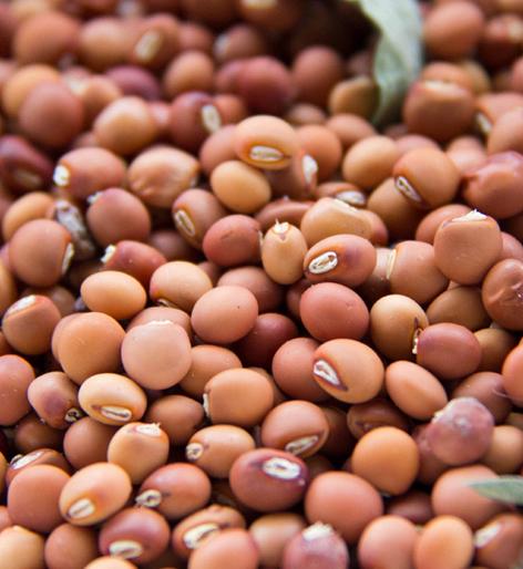 Parbhani: Farmers buy pigeon pea at the kawadimol rate | परभणी : कवडीमोल दराने शेतकºयांची तूर खरेदी