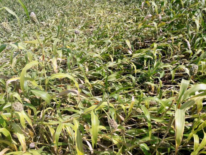 Parbhani: Conflict in Pankan of Damages | परभणी : नुकसानीच्या पंचनाम्यात दुजाभाव