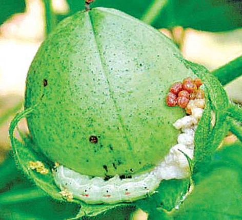 Parbhani: Management of trolled cardonne bondly | परभणी : ट्रायको कार्डनेच बोंडअळीचे व्यवस्थापन