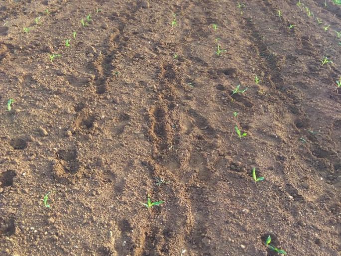 Rajapur is dominated by wildlife maize and groundnut crops | राजापूरला वन्यप्राण्यांचा मका, भुईमूग पिकावर डल्ला Rajapur is dominated by wildlife maize and groundnut crops | राजापूरला वन्यप्राण्यांचा मका, भुईमूग पिकावर डल्ला