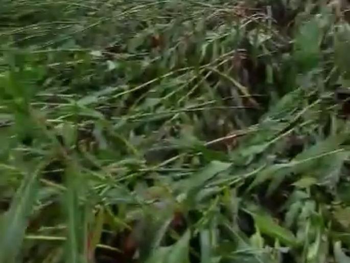 Rainfall in Parola taluka | पारोळा तालुक्यात पावसाने झोडपले : पिकांचे नुकसान Rainfall in Parola taluka | पारोळा तालुक्यात पावसाने झोडपले : पिकांचे नुकसान