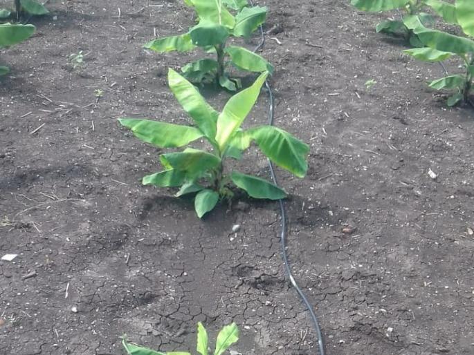 Disease on banana plants in Ghusardi Shivar in Bhadgaon taluka | भडगाव तालुक्यातील घुसर्डी शिवारात केळी रोपांवर रोग Disease on banana plants in Ghusardi Shivar in Bhadgaon taluka | भडगाव तालुक्यातील घुसर्डी शिवारात केळी रोपांवर रोग