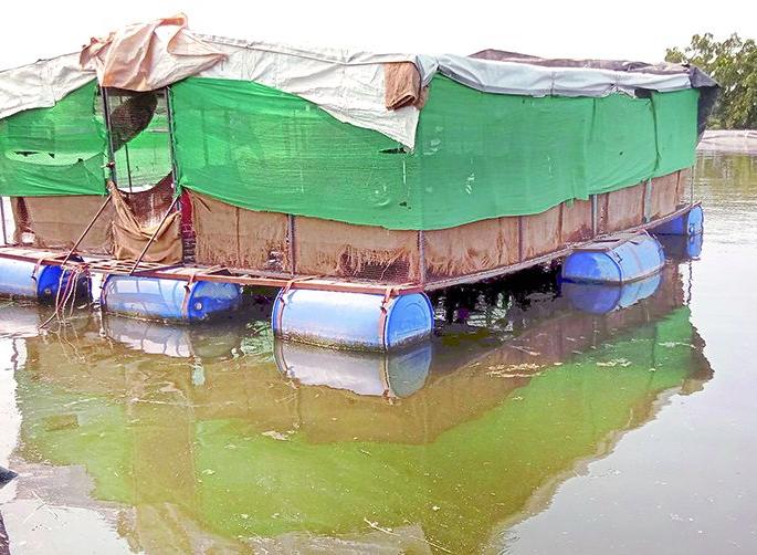Swimming poultry and fisheries center in the field | शेततळ्यात साकारले तरंगते कुक्कूट व मत्स्यपालन केंद्र Swimming poultry and fisheries center in the field | शेततळ्यात साकारले तरंगते कुक्कूट व मत्स्यपालन केंद्र
