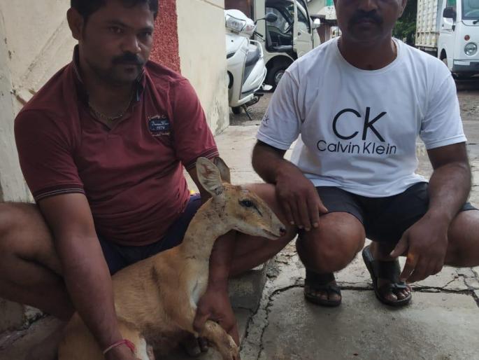 Pran survivors of the injured dump;: readiness of the brothers in Shanigar; Given in the possession of forest department | जखमी भेकराचे वाचविले प्राण -: शाहूनगरमधील बंधूंची तत्परता; वनविभागाच्या ताब्यात दिले