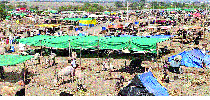 Subsidy's drought in camps | माणमधील छावण्यांना अनुदानाचा दुष्काळ Subsidy's drought in camps | माणमधील छावण्यांना अनुदानाचा दुष्काळ