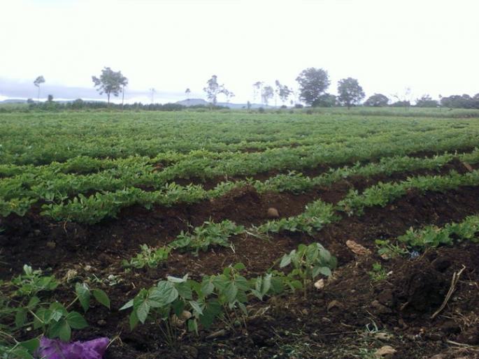 Forgetting the kharif misery, the farmer is now ready for the rabbi | खरीपाचे दु:ख विसरून अखेर आता शेतकरी लागला रब्बीच्या तयारीला Forgetting the kharif misery, the farmer is now ready for the rabbi | खरीपाचे दु:ख विसरून अखेर आता शेतकरी लागला रब्बीच्या तयारीला