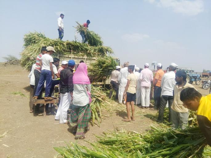 400 cattle in fodder camp in Gulwanch | गुळवंच येथील चारा छावणीत ४०० जनावरांचा समावेश  400 cattle in fodder camp in Gulwanch | गुळवंच येथील चारा छावणीत ४०० जनावरांचा समावेश