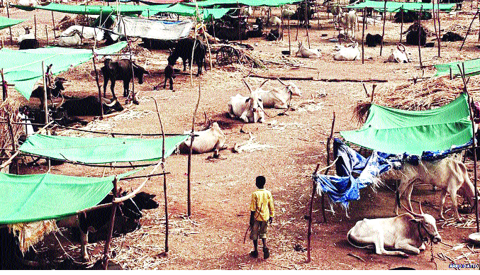 Fodder camps to increase deadline? | चारा छावण्यांची डेडलाईन वाढणार? Fodder camps to increase deadline? | चारा छावण्यांची डेडलाईन वाढणार?