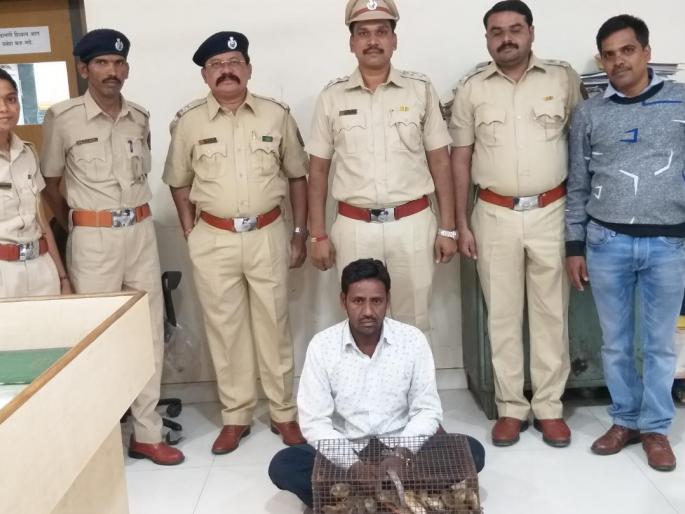 Accused of Wildlife trafficking gang traffickers arrested in Hyderabad | रेल्वेने वन्य प्राण्यांची तस्करी करणाऱ्या टोळीतील तस्कराला हैद्राबाद येथून अटक Accused of Wildlife trafficking gang traffickers arrested in Hyderabad | रेल्वेने वन्य प्राण्यांची तस्करी करणाऱ्या टोळीतील तस्कराला हैद्राबाद येथून अटक