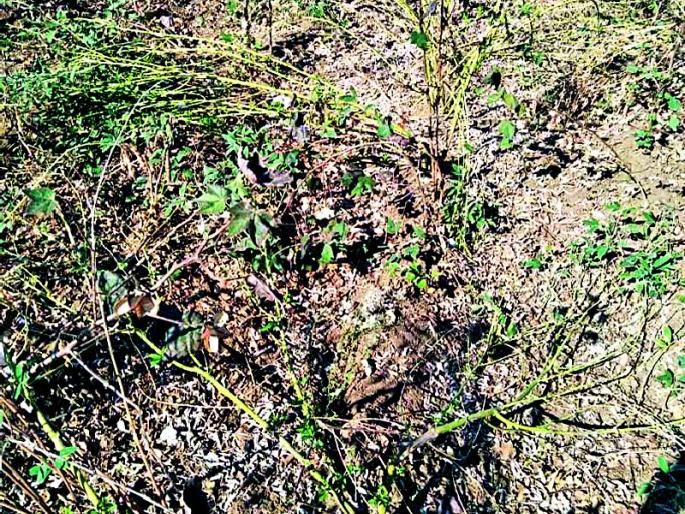 Farmers worry about wild animals in Sikheida (Thackeray) | सायखेडा (ठाकरे) येथे वन्यप्राण्यांच्या हैदोसाने शेतकरी चिंतेत Farmers worry about wild animals in Sikheida (Thackeray) | सायखेडा (ठाकरे) येथे वन्यप्राण्यांच्या हैदोसाने शेतकरी चिंतेत