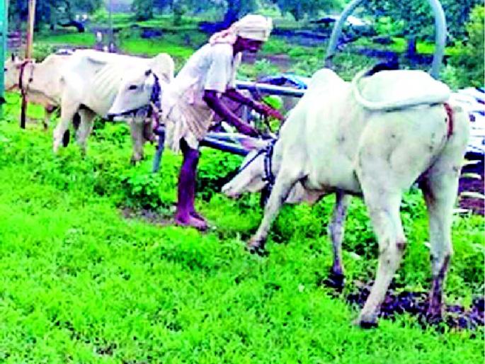 Selection of four villages for Kamdhenu Dattakagram | कामधेनू दत्तकग्रामसाठी चार गावांची निवड Selection of four villages for Kamdhenu Dattakagram | कामधेनू दत्तकग्रामसाठी चार गावांची निवड