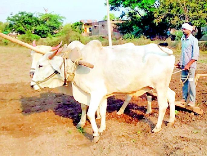 Cultivates to be sown on 4.28 hectares | खरिपात ४.२८ हेक्टरवर होणार लागवड Cultivates to be sown on 4.28 hectares | खरिपात ४.२८ हेक्टरवर होणार लागवड