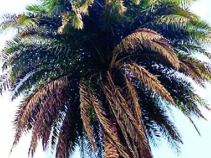 Shrimp tree rare; Fat, difficulty with huts | शिंदोल्यांचे झाड दुर्मिळ; चटया, झापड्यांची अडचण Shrimp tree rare; Fat, difficulty with huts | शिंदोल्यांचे झाड दुर्मिळ; चटया, झापड्यांची अडचण