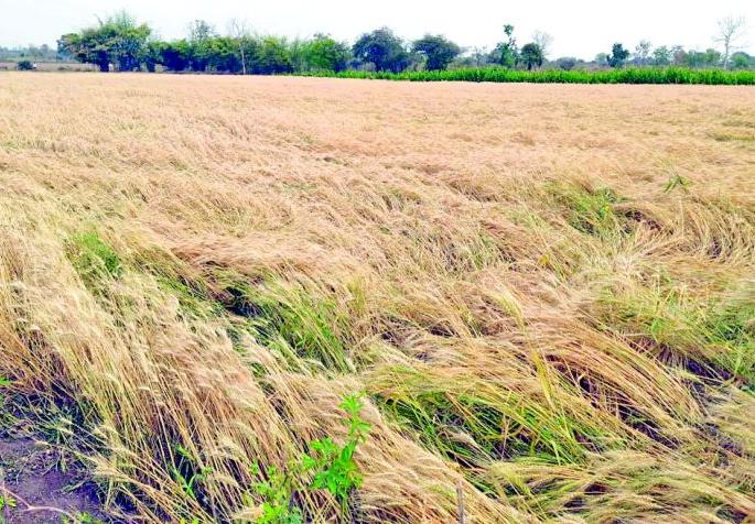 Untimely rains and hailstorms have broken the backs of farmers | अवकाळी पाऊस-गारपीटने मोडले शेतकऱ्यांचे कंबरडे Untimely rains and hailstorms have broken the backs of farmers | अवकाळी पाऊस-गारपीटने मोडले शेतकऱ्यांचे कंबरडे