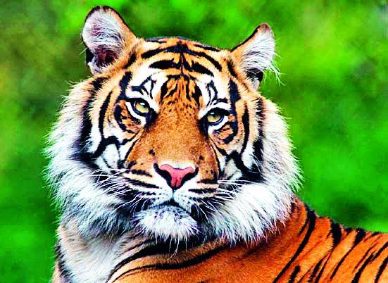 Bird attacks, three victims in nine months | श्वापदांचे हल्ले, नऊ महिन्यांत तीन बळी