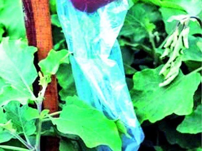 The bonding fund is being prepared in Jining | जिनिंगमध्ये तयार होताहेत बोंडअळी कोष The bonding fund is being prepared in Jining | जिनिंगमध्ये तयार होताहेत बोंडअळी कोष