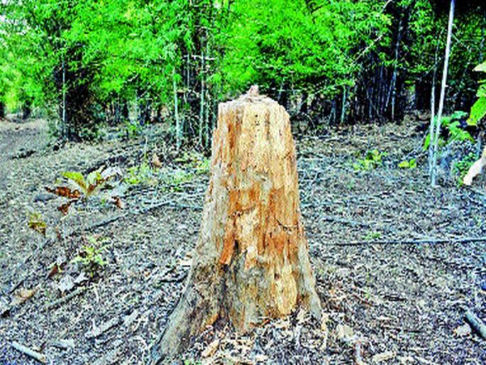 WAHARAN BHASASS: Violence and Wood Fleeing Smugglers, Horses Threaten to Livestock Dangers of Wildlife! | वाघरान भकास : वनाधिकारी अन् लाकूड तस्करांची अभद्र युती, वनतळ्यांना गळती वृक्षतोडीमुळे वन्यप्राण्यांचा जीव धोक्यात ! WAHARAN BHASASS: Violence and Wood Fleeing Smugglers, Horses Threaten to Livestock Dangers of Wildlife! | वाघरान भकास : वनाधिकारी अन् लाकूड तस्करांची अभद्र युती, वनतळ्यांना गळती वृक्षतोडीमुळे वन्यप्राण्यांचा जीव धोक्यात !