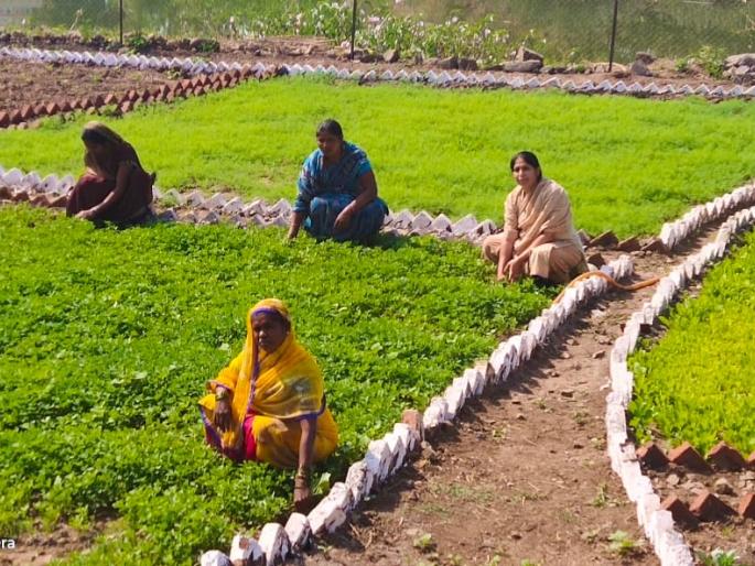 Organic Horticulture Flowers by Tribal Women's Board | आदिवासी महिला मंडळाने फुलविली सेंद्रिय परसबाग  Organic Horticulture Flowers by Tribal Women's Board | आदिवासी महिला मंडळाने फुलविली सेंद्रिय परसबाग