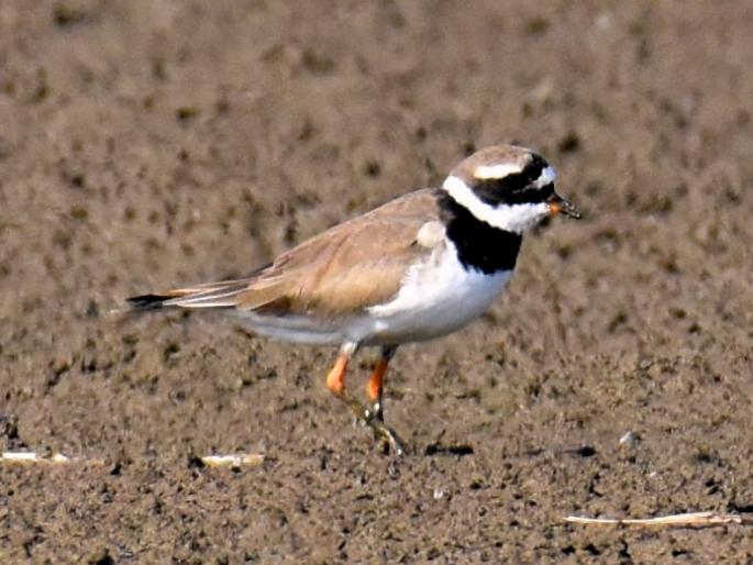 The rare common plover found in Yavatmal | यवतमाळात आढळला दुर्मिळ कॉमनरिंग प्लोवर