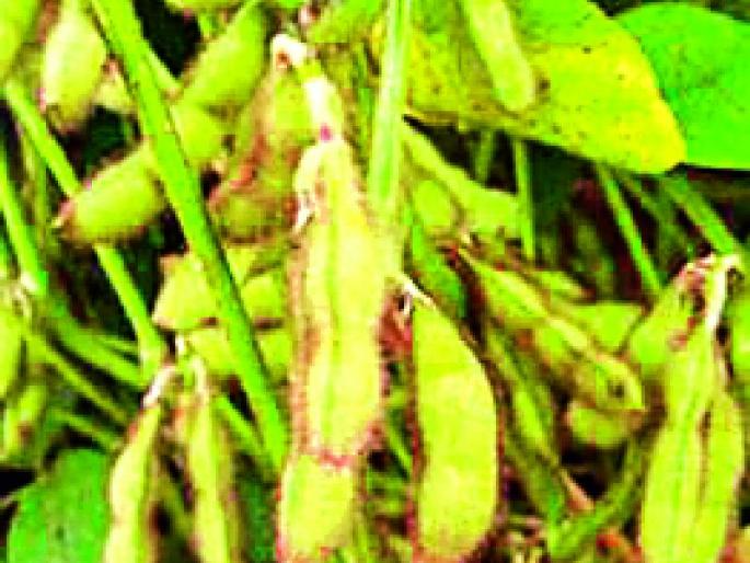 Miscrease in the purchase of tur, gram and soyabean | तूर, हरभरा, सोयाबीनच्या खरेदीत झाला गैरव्यवहार