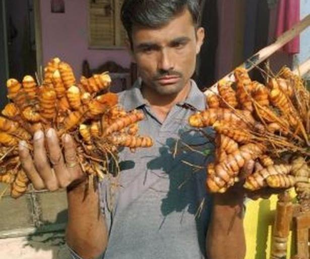 Yavatmal district yields turmeric worth Rs 15 lakh per acre | यवतमाळ जिल्ह्यात तीन एकरात १५ लाखांच्या हळदीचे उत्पन्न Yavatmal district yields turmeric worth Rs 15 lakh per acre | यवतमाळ जिल्ह्यात तीन एकरात १५ लाखांच्या हळदीचे उत्पन्न