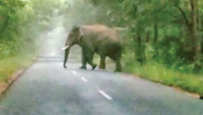 Elephants panic at Morley; Dwelling near the habitation | मोर्ले येथे पुन्हा हत्तींची दहशत; वस्तीजवळ वावर Elephants panic at Morley; Dwelling near the habitation | मोर्ले येथे पुन्हा हत्तींची दहशत; वस्तीजवळ वावर