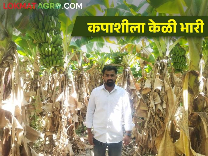banana farming on godavari bank, father and son success story | Banana Farming : बाप लेकाची गोदावरी तीरावर केळीची शेती banana farming on godavari bank, father and son success story | Banana Farming : बाप लेकाची गोदावरी तीरावर केळीची शेती